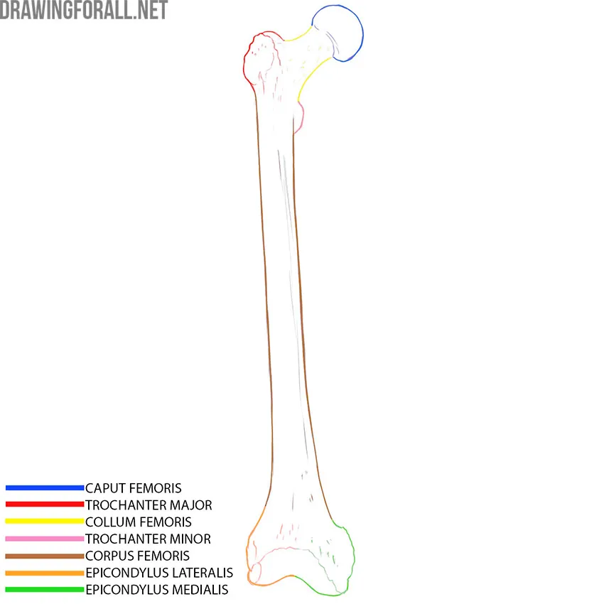 Femur anatomy with the head, neck, greater and lesser trochanters, shaft, and medial and lateral epicondyles labeled.