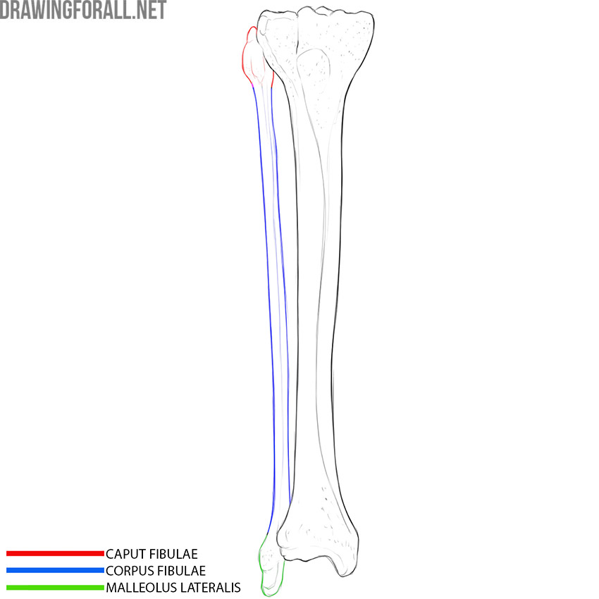 Fibula anatomy with the head, shaft, and lateral malleolus labeled.