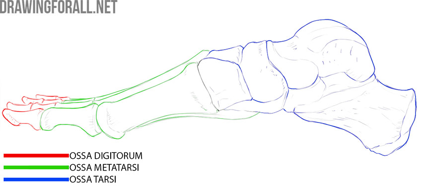 Side view of the foot skeleton with the tarsal bones, metatarsals, and toe phalanges identified.