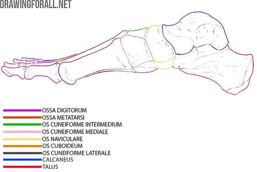 Side view of the foot bones with the phalanges, metatarsals, three cuneiforms, navicular, cuboid, calcaneus, and talus labeled.