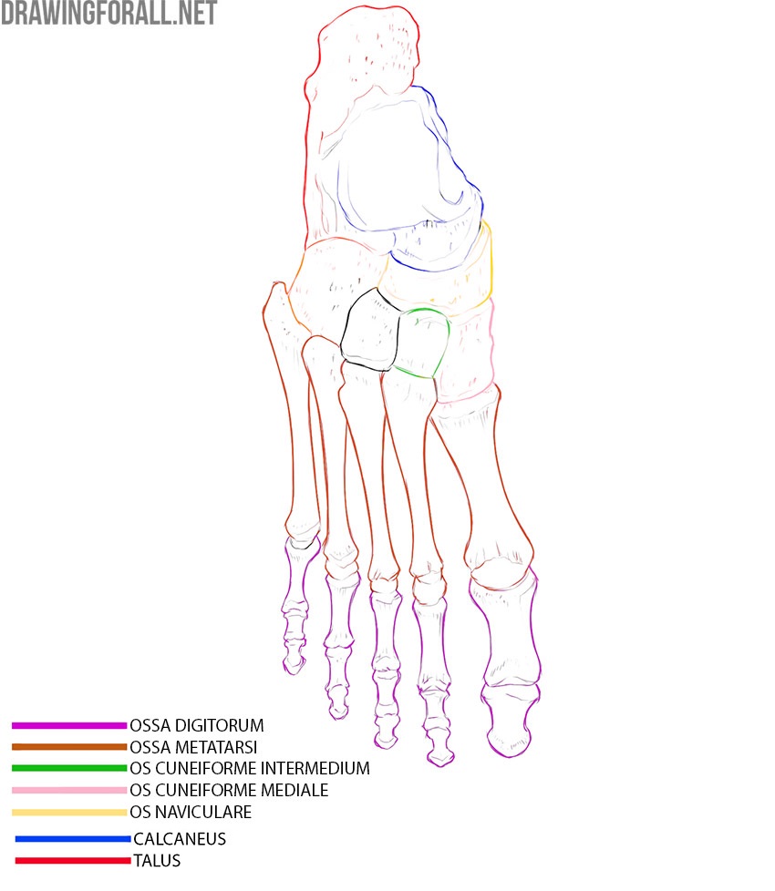 Top view of the foot bones with the phalanges, metatarsals, intermediate and medial cuneiforms, navicular, calcaneus, and talus labeled.