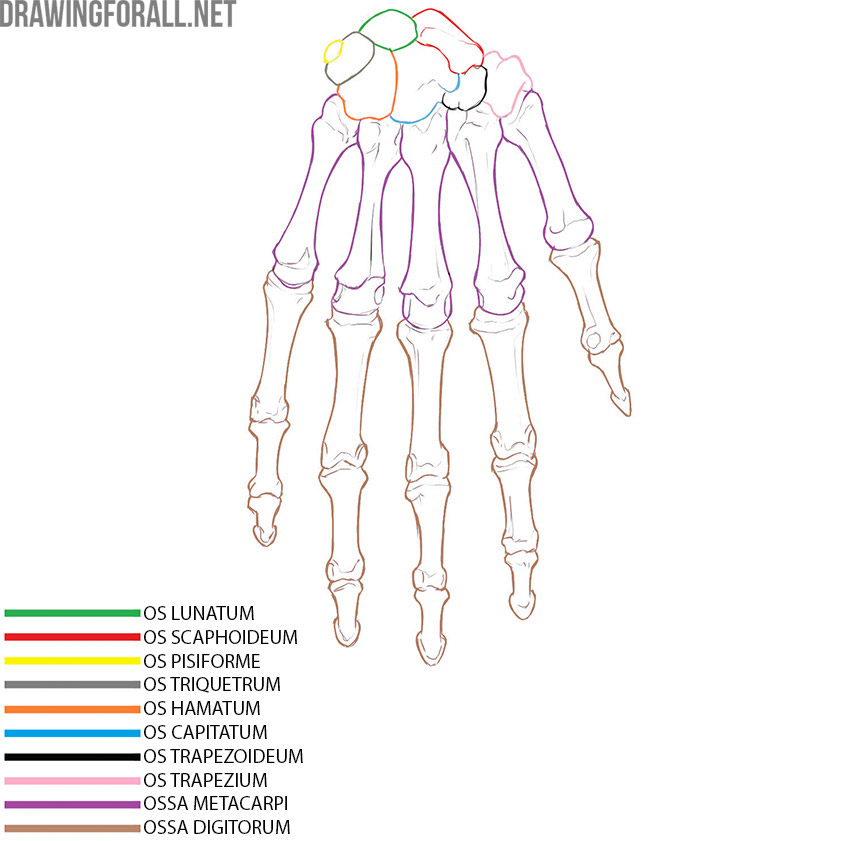 Hand bones with the scaphoid, lunate, triquetrum, pisiform, trapezium, trapezoid, capitate, hamate, metacarpals, and finger phalanges labeled.