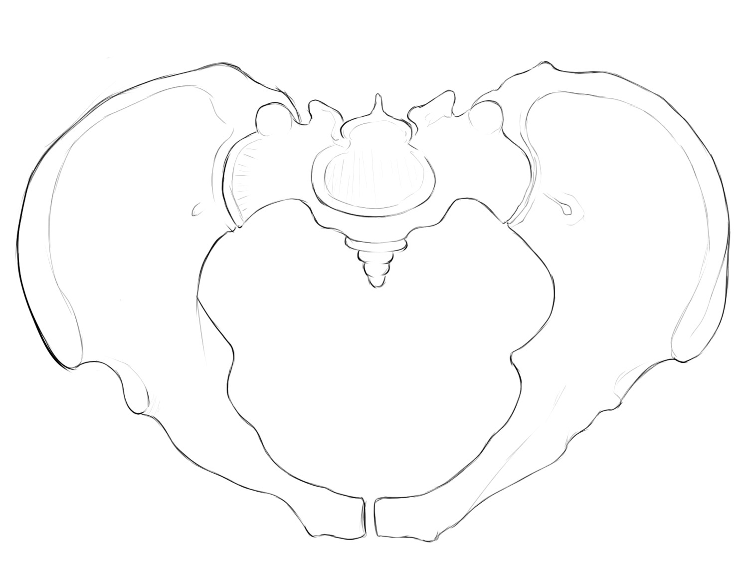 Human pelvis shown from above with the sacrum and paired hip bones.