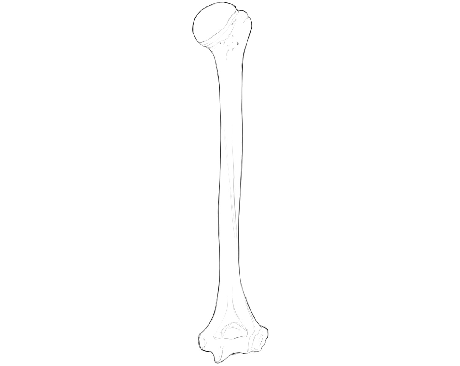 Human humerus shown from the head to the distal condyle.