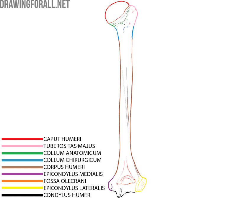 Humerus anatomy with the head, greater tubercle, anatomical and surgical necks, shaft, medial and lateral epicondyles, olecranon fossa, and condyle labeled.