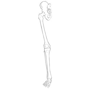 Lower Limbs Skeleton Anatomy