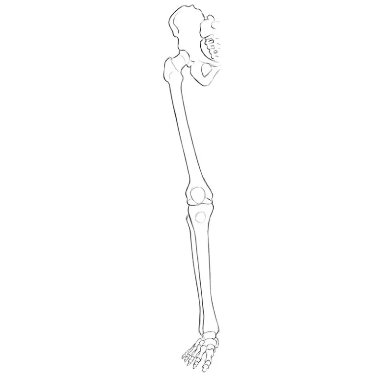 Lower Limbs Skeleton Anatomy