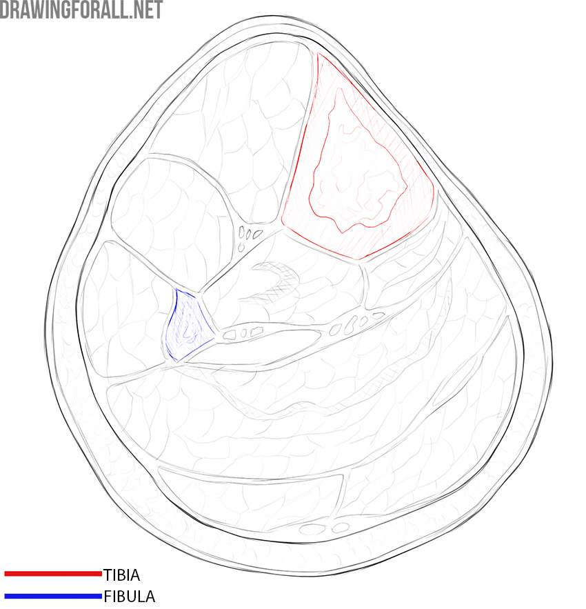 Cross section of the lower leg showing the tibia and fibula among the surrounding soft tissues.