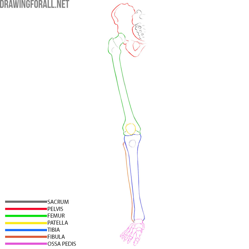 Lower limb skeleton with the sacrum, hip bone, femur, patella, tibia, fibula, and foot bones labeled.