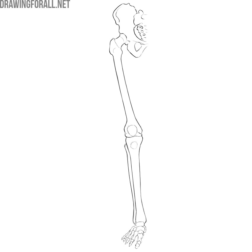 Human lower limb skeleton with the pelvic bone, femur, lower leg, and foot.