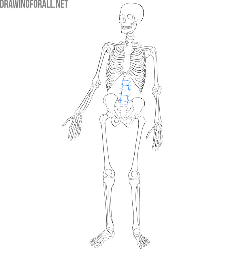 Human skeleton showing the lumbar region of the vertebral column.