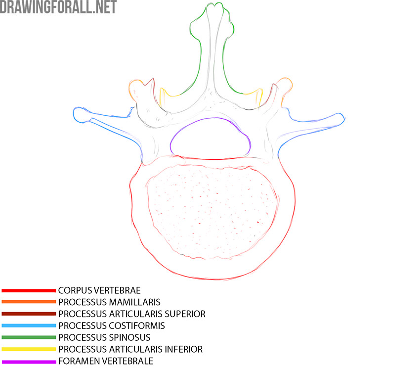 Lumbar vertebra anatomy with the body, vertebral foramen, and main processes labeled.