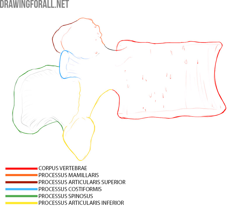 Side view of a lumbar vertebra with the body and articular processes labeled.