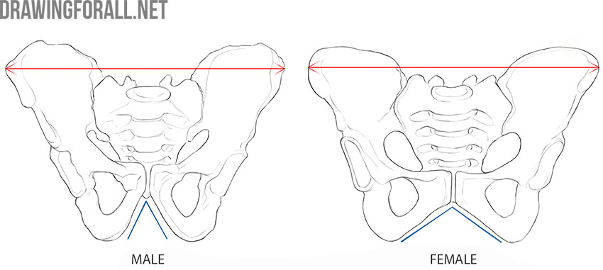 Male and female pelvis compared from the front, showing differences in width and iliac flare.