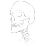 Neck Bones Anatomy