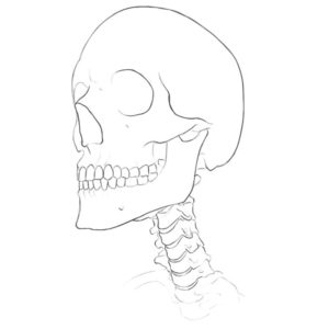 neck bones anatomy lesson