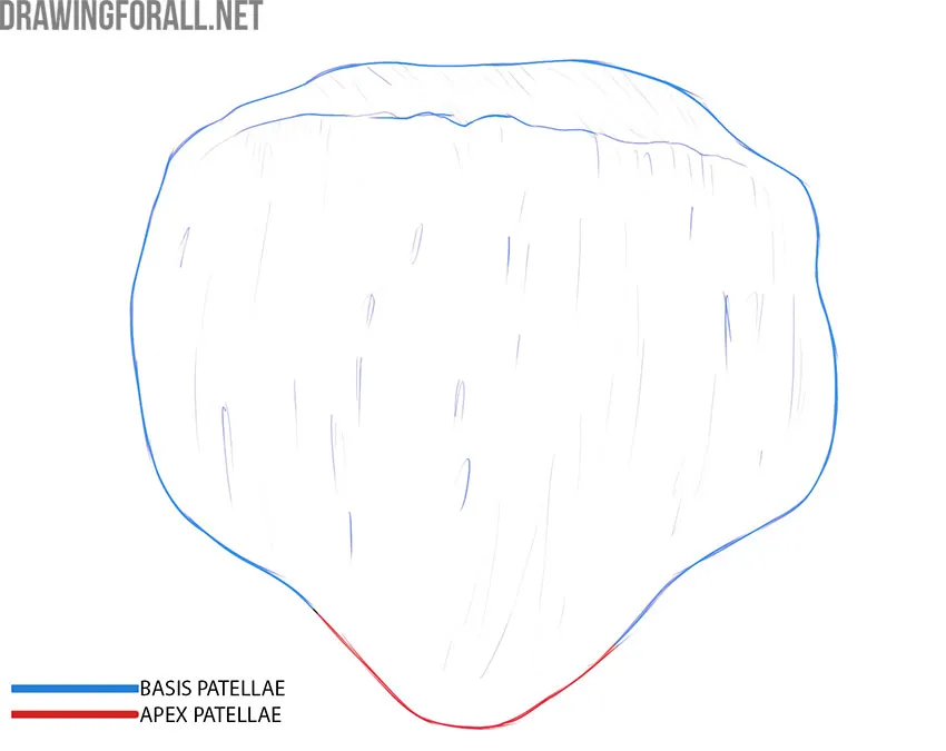 Patella anatomy showing the broad base and pointed apex.