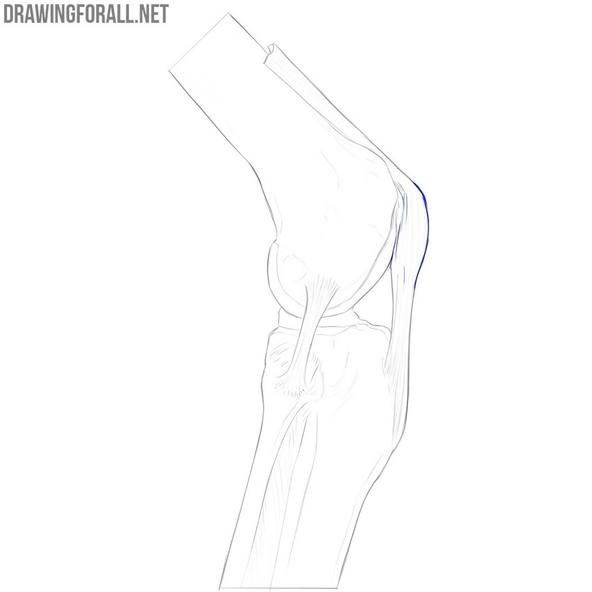 Side view of the knee joint showing the position of the patella.