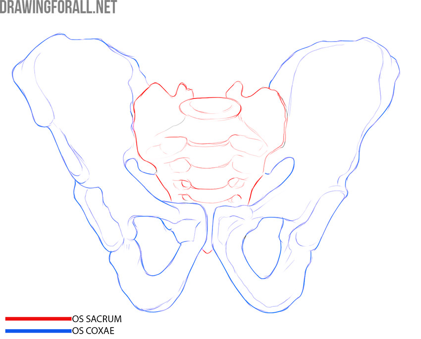 Front view of the pelvis with the sacrum and hip bones identified.