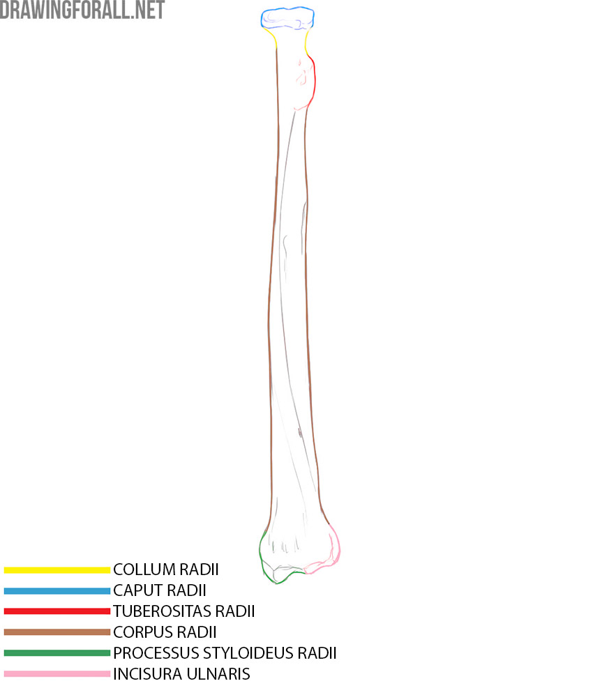 Radius anatomy with the head, neck, radial tuberosity, shaft, styloid process, and ulnar notch labeled.
