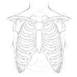 Torso Bones Anatomy
