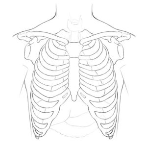 Torso Bones Anatomy