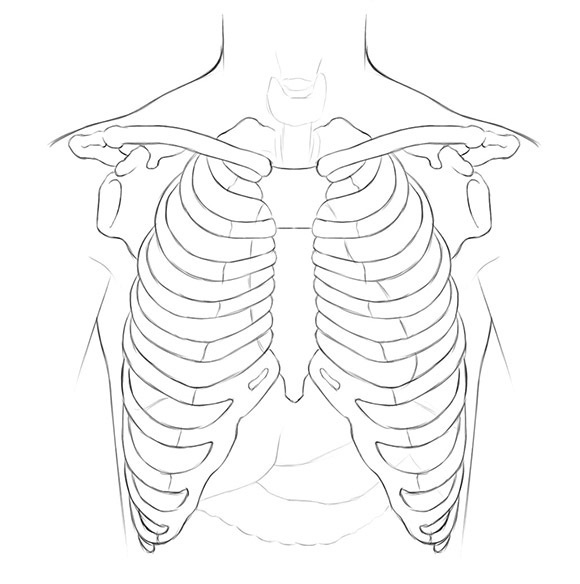 Torso Bones Anatomy