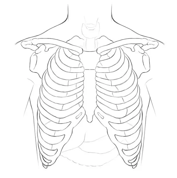 Torso Bones Anatomy