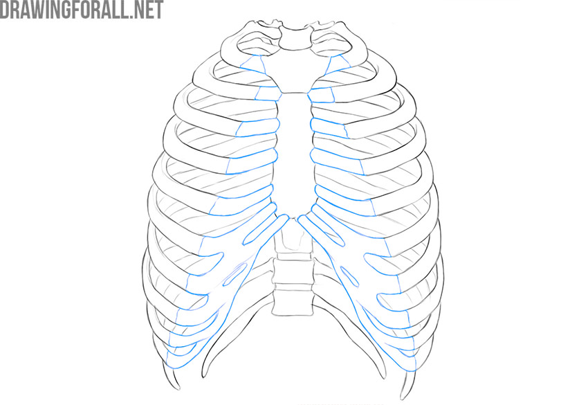 Rib cage showing the ribs and costal cartilages from the front.