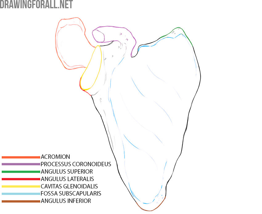 Scapula costal surface with the acromion, coracoid process, superior, lateral, and inferior angles, glenoid cavity, and subscapular fossa labeled.