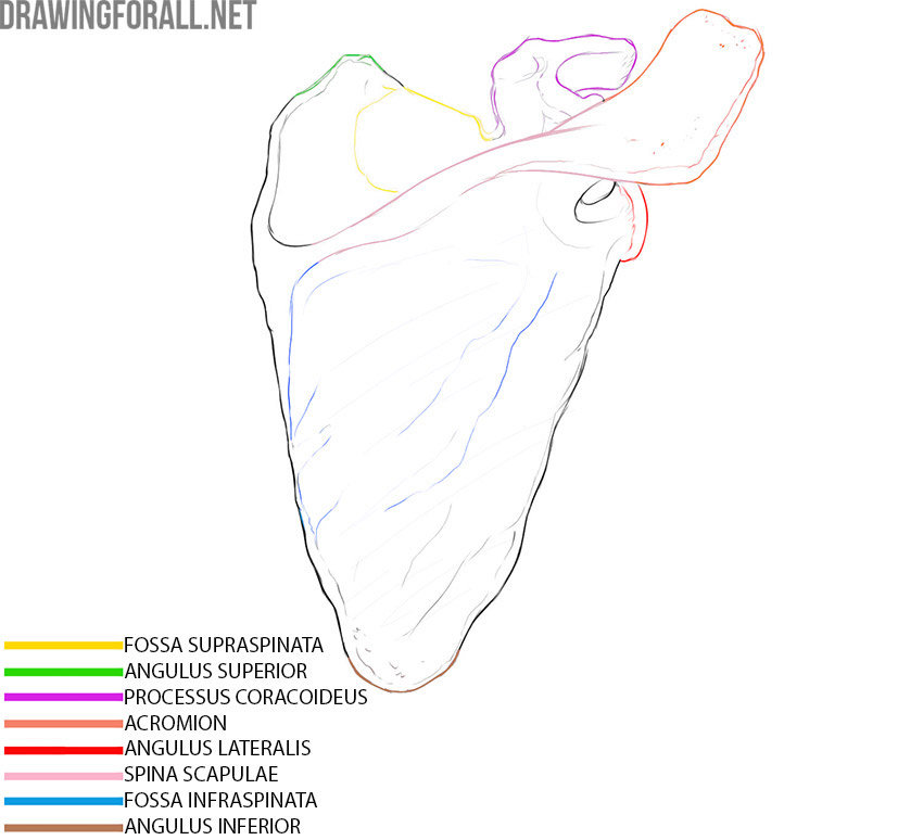 Scapula dorsal surface with the spine, acromion, coracoid process, supraspinous and infraspinous fossae, and superior, lateral, and inferior angles labeled.
