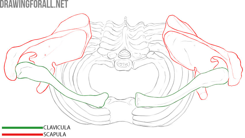 Shoulder girdle showing the clavicles and scapulae in relation to the rib cage.