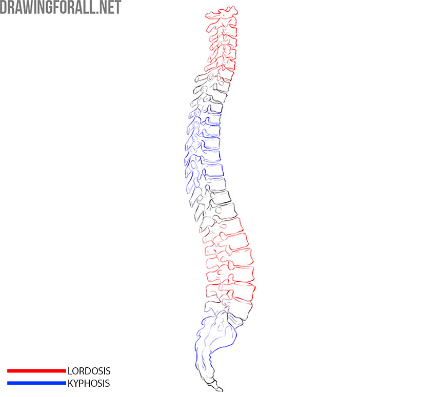 Side view of the vertebral column showing lordosis and kyphosis.