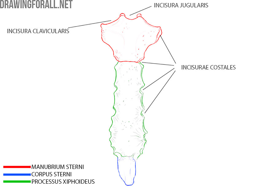 Sternum anatomy with the manubrium, body, xiphoid process, and costal notches labeled.