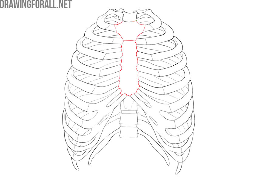 Front view of the rib cage with the sternum shown at the center.