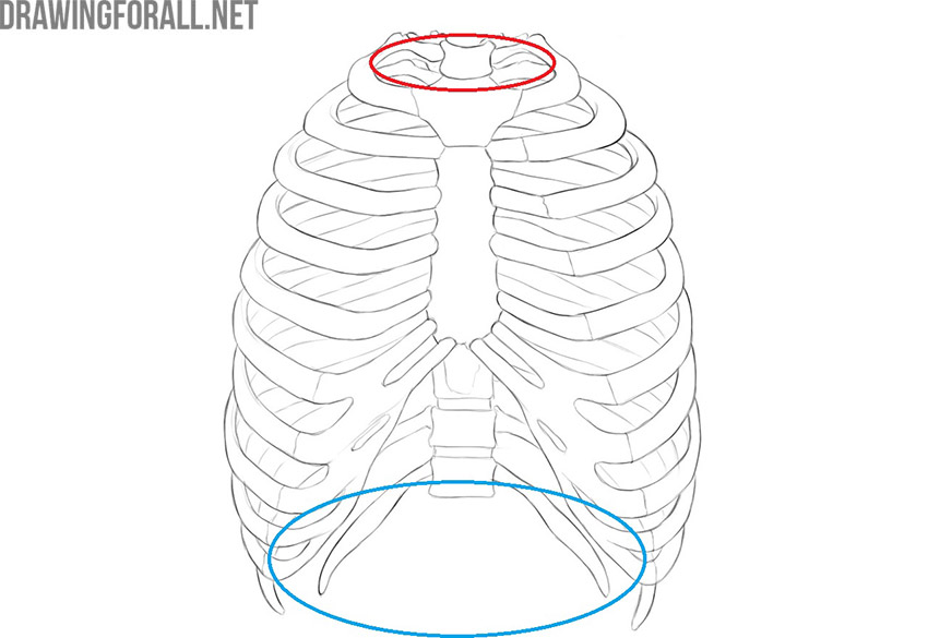 Rib cage showing the superior and inferior thoracic apertures.
