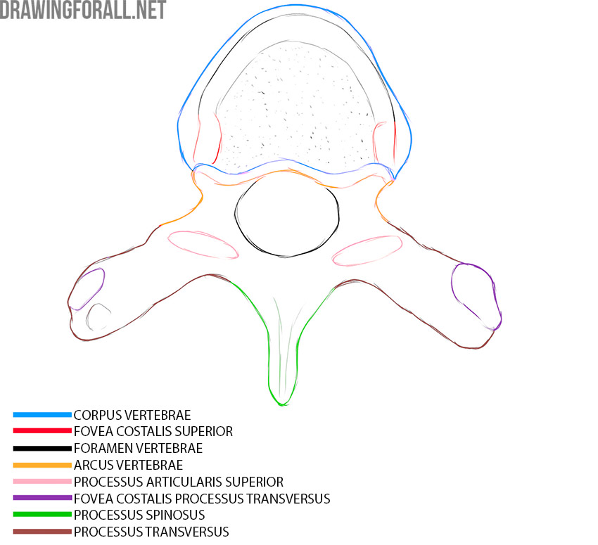 Thoracic vertebra anatomy with the body, vertebral foramen, and processes labeled.