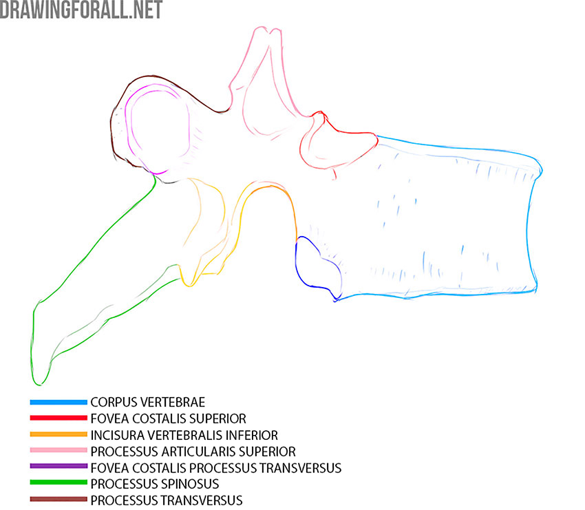 Side view of a thoracic vertebra with the body, facets, and processes labeled.
