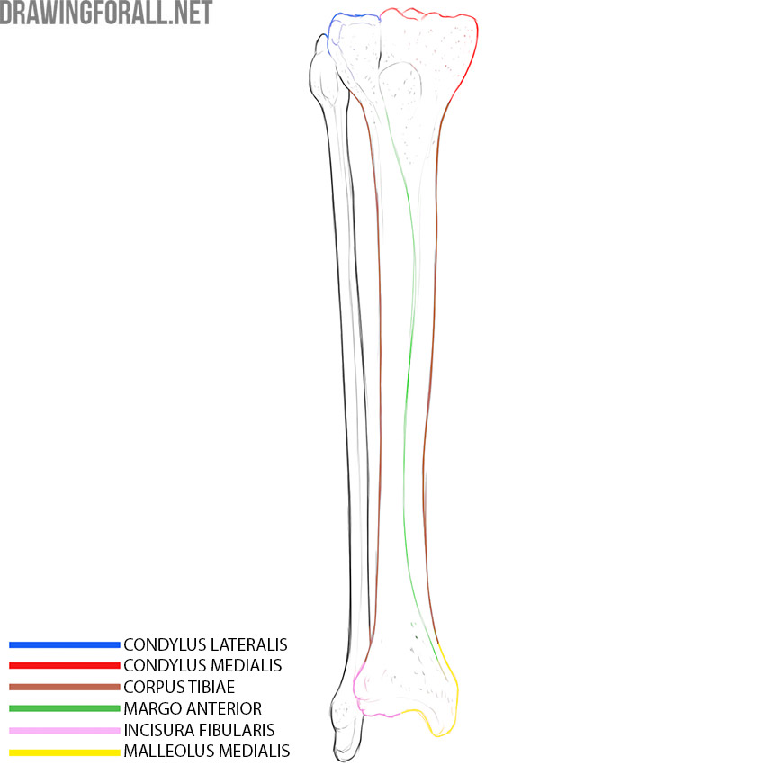 Tibia anatomy with the medial and lateral condyles, shaft, anterior border, fibular notch, and medial malleolus labeled.