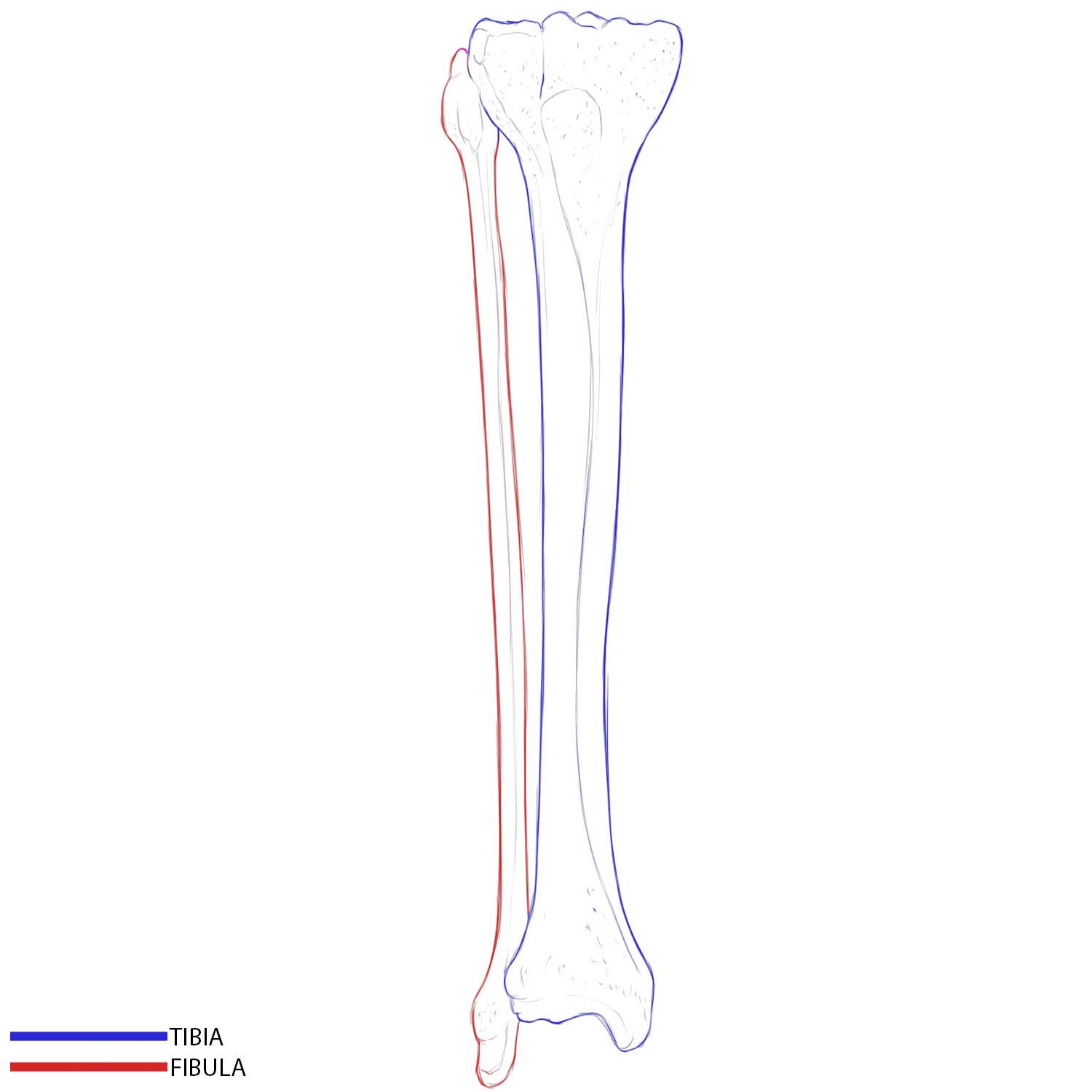 Tibia and fibula shown together.