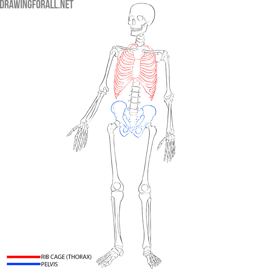 Human skeleton showing the rib cage and pelvic bones of the torso.