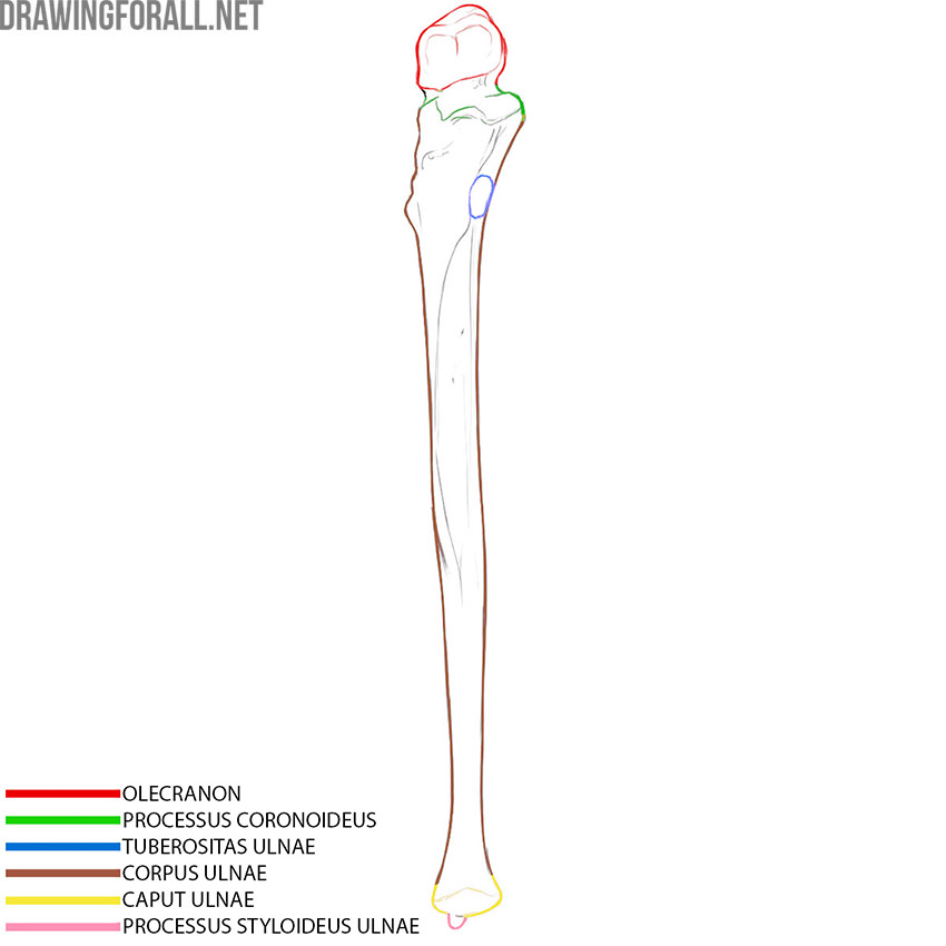 Ulna anatomy with the olecranon, coronoid process, ulnar tuberosity, shaft, head, and styloid process labeled.