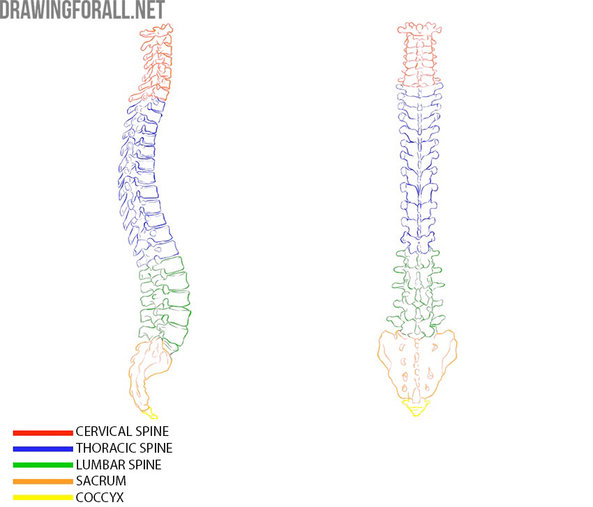 Vertebral column showing the cervical, thoracic, lumbar, sacral, and coccygeal regions.