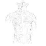 Torso Muscles Anatomy