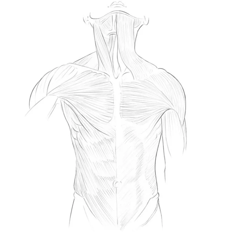 Anatomy of torso
