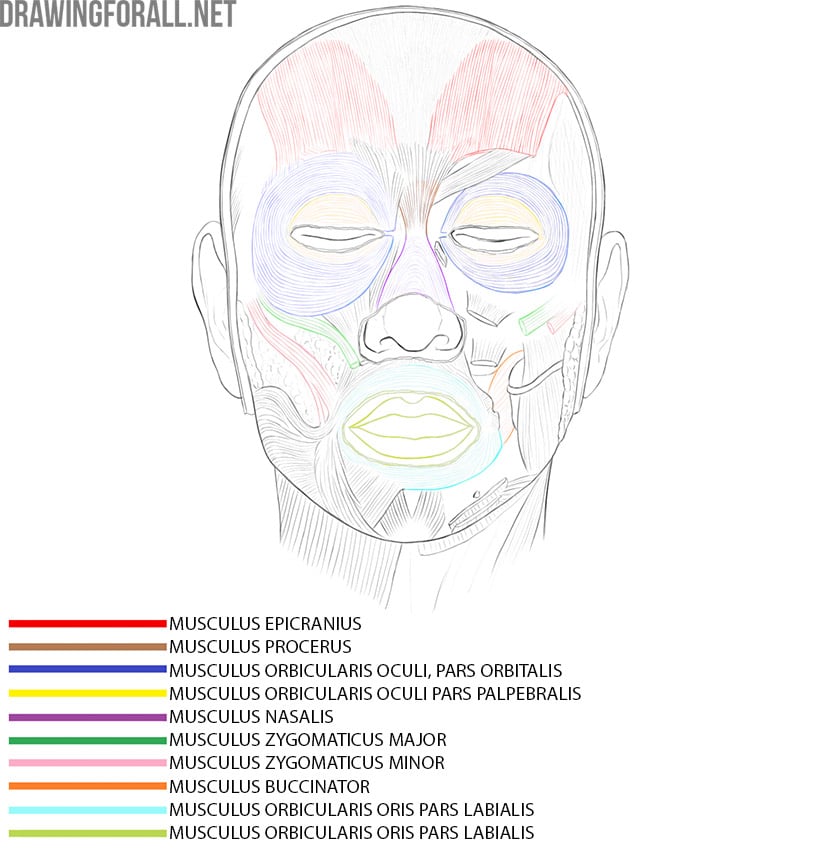 Head Muscles Anatomy for artists