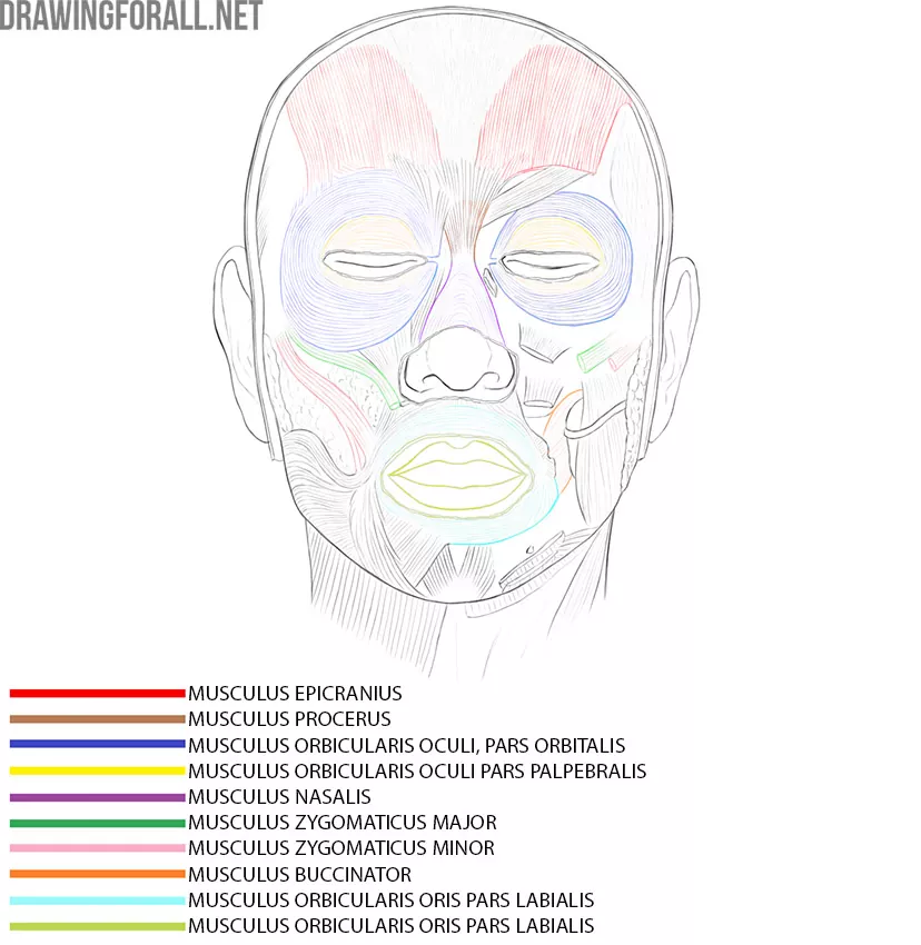 Head Muscles Anatomy for artists