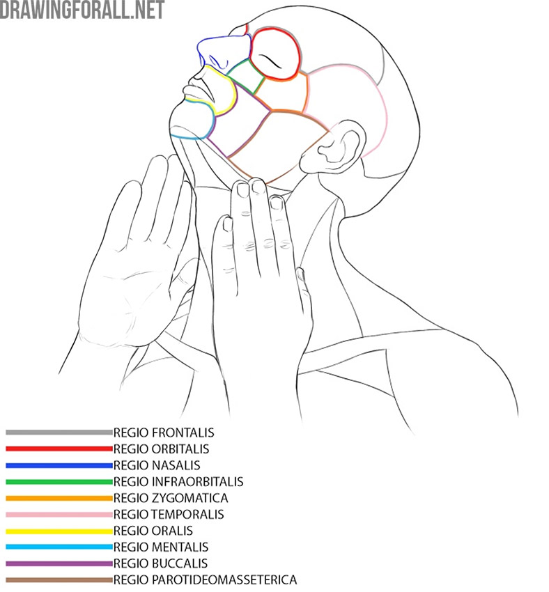 human head anatomy