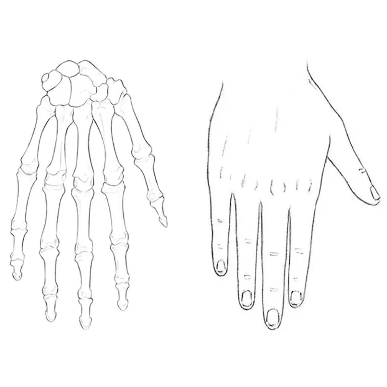Human hands anatomy for artists