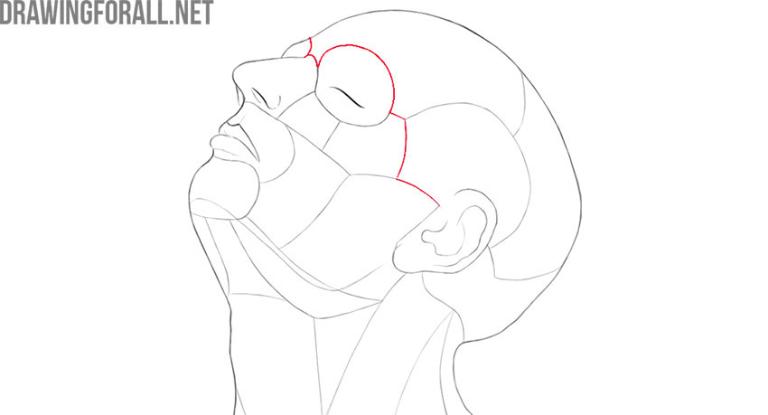 human head anatomy for artist